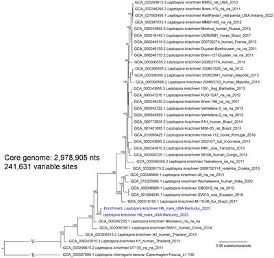 Identification of equine mares as reservoir hosts for pathogenic species of Leptospira